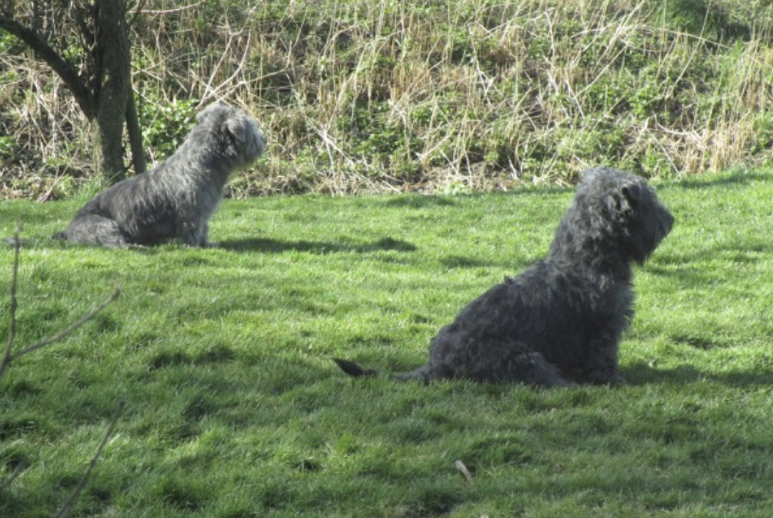 De  Irish Glen of Imaal Terrier