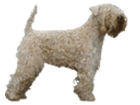 Wheatens