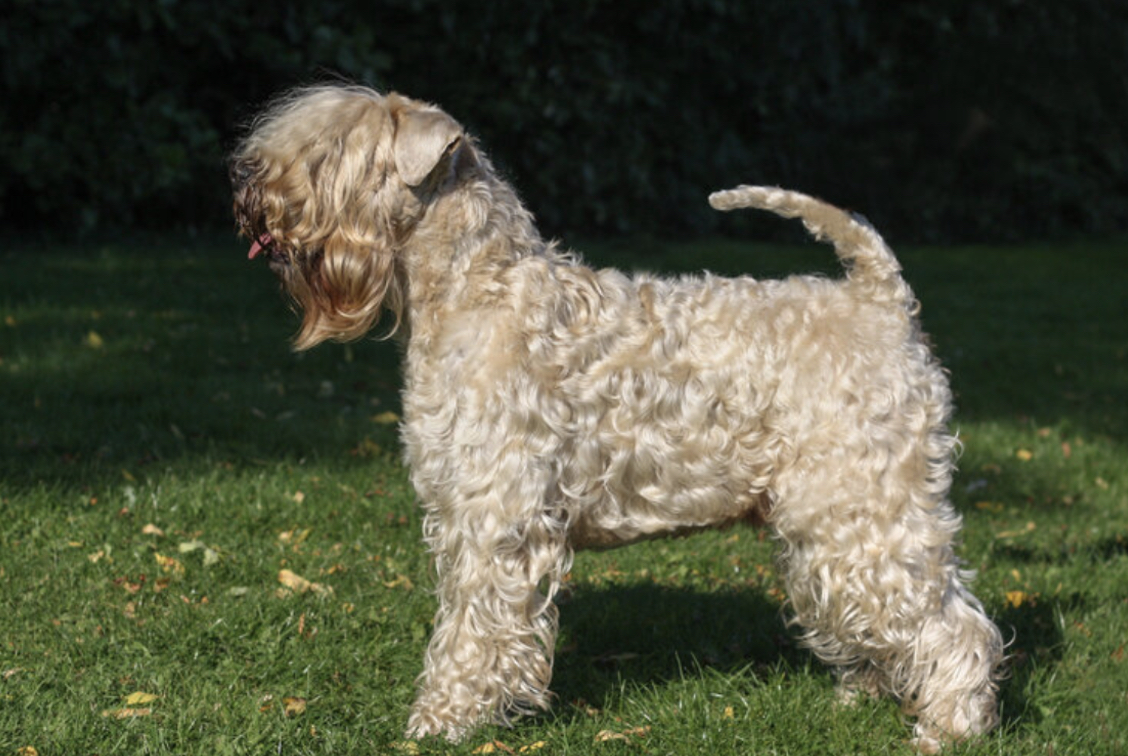 Irish Soft Coated Wheaten Terrier